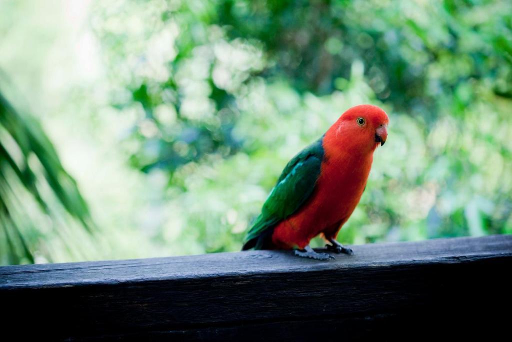 Вилла Mt Glorious Getaways Mount Glorious Экстерьер фото