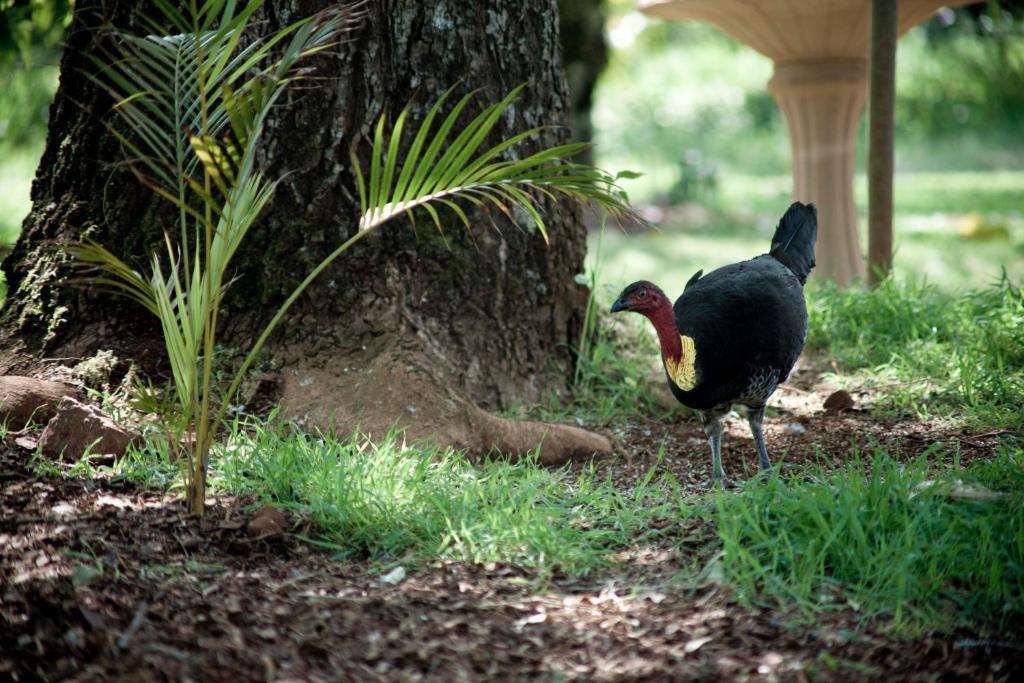 Вилла Mt Glorious Getaways Mount Glorious Экстерьер фото