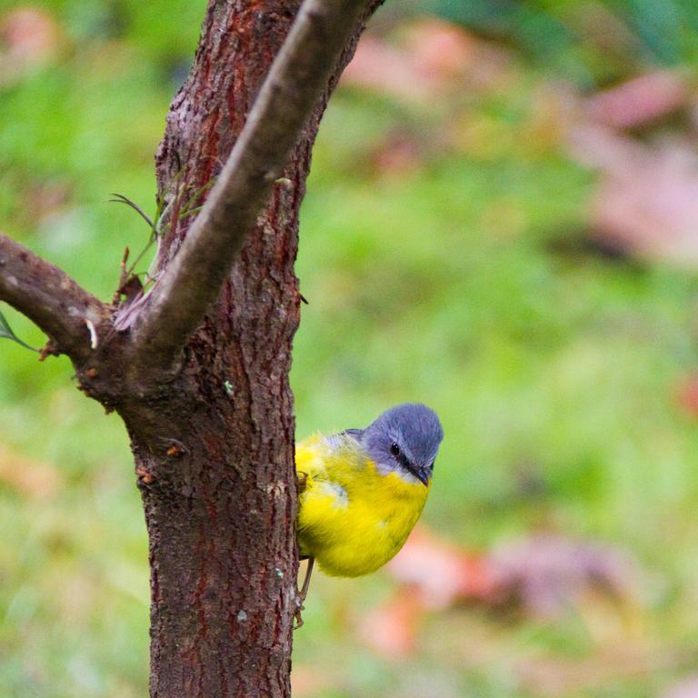 Вилла Mt Glorious Getaways Mount Glorious Экстерьер фото