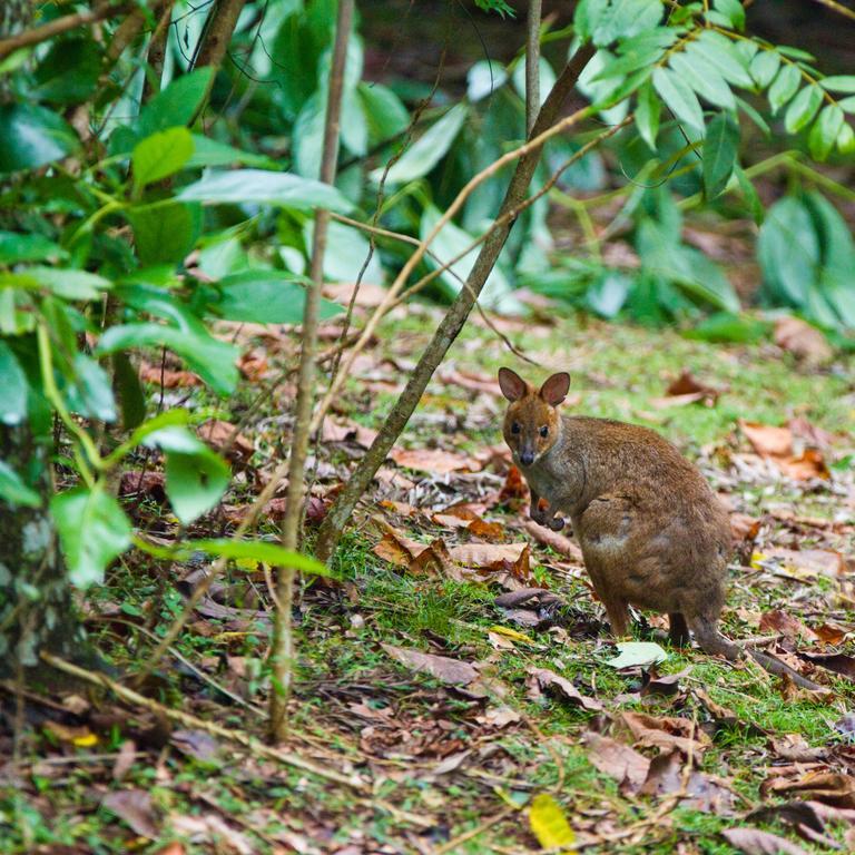 Вилла Mt Glorious Getaways Mount Glorious Экстерьер фото