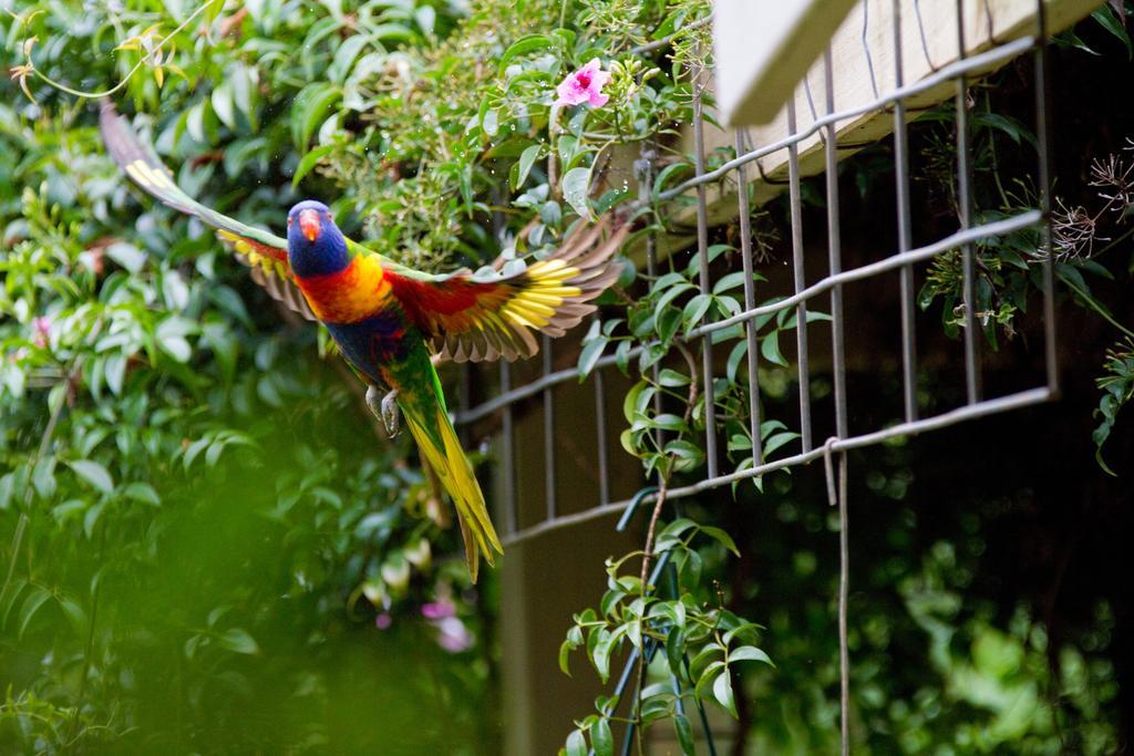 Вилла Mt Glorious Getaways Mount Glorious Экстерьер фото