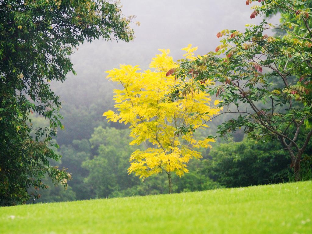 Вилла Mt Glorious Getaways Mount Glorious Экстерьер фото
