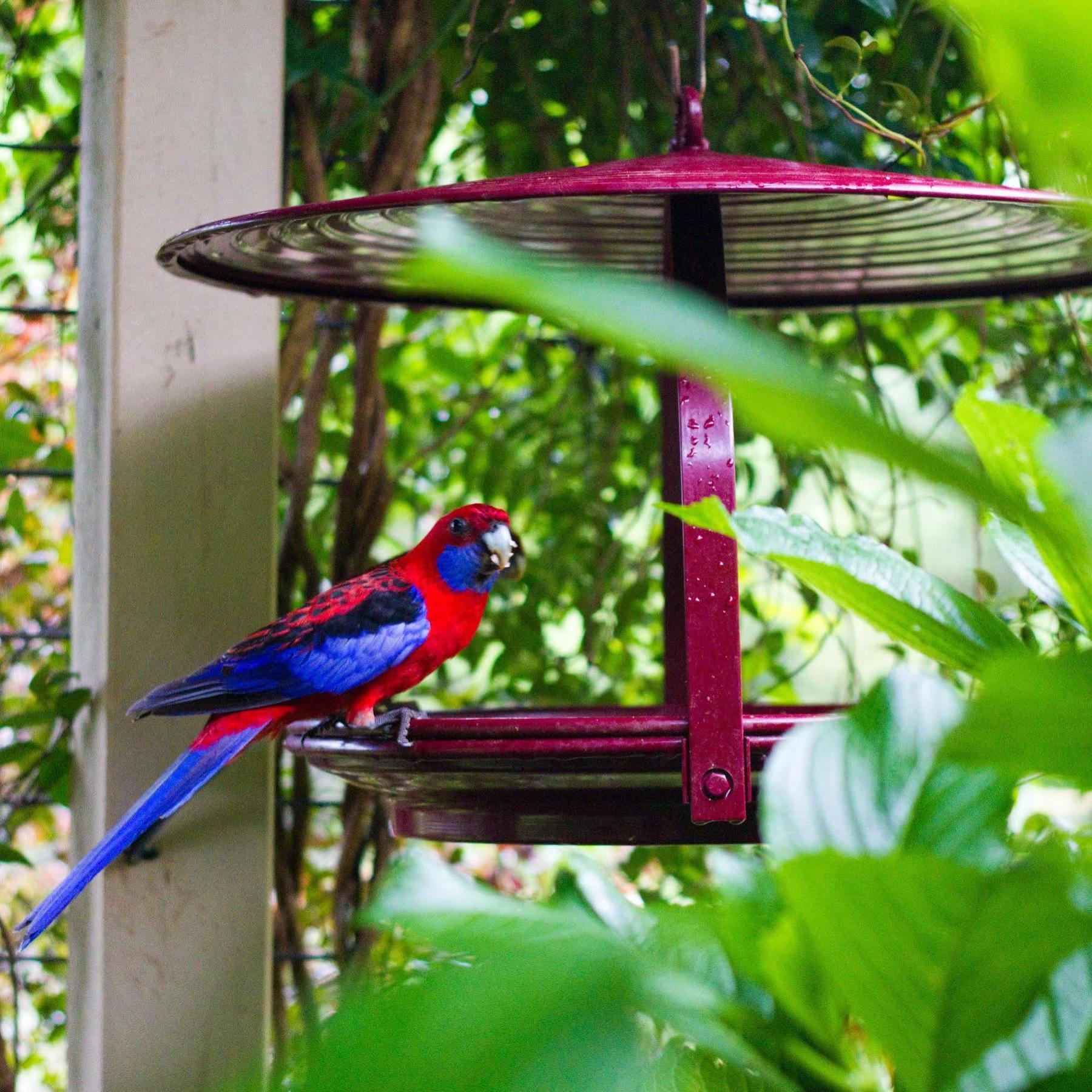 Вилла Mt Glorious Getaways Mount Glorious Экстерьер фото